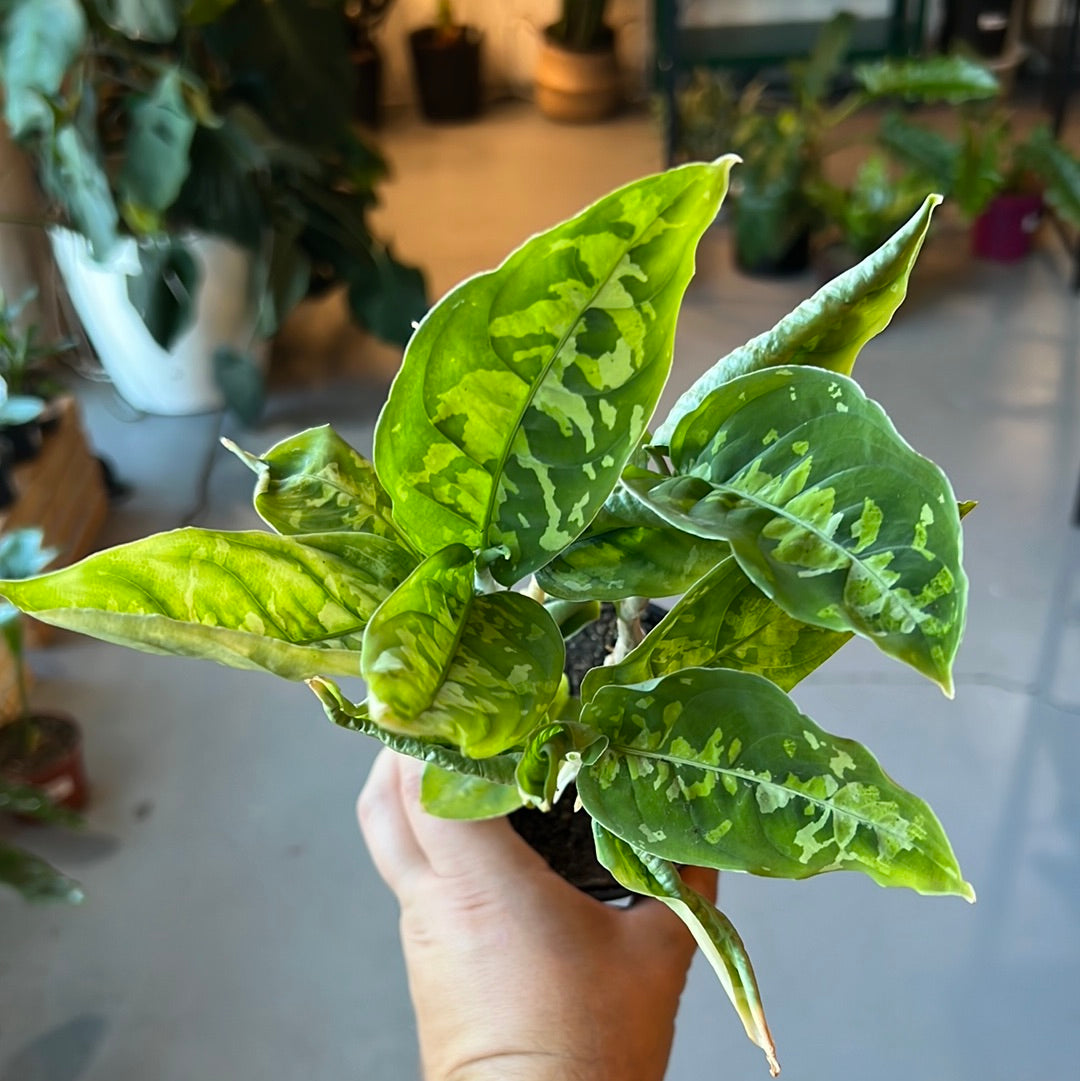 Aglaonema Tricolor