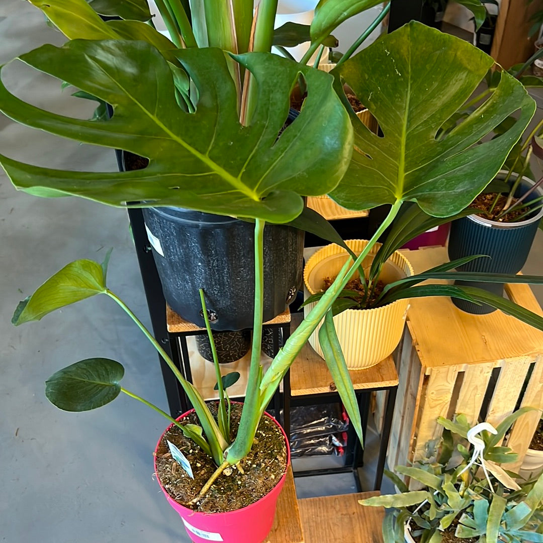 Monstera Deliciosa