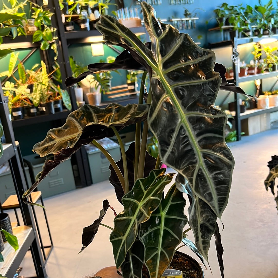 Alocasia Amazonica - African mask