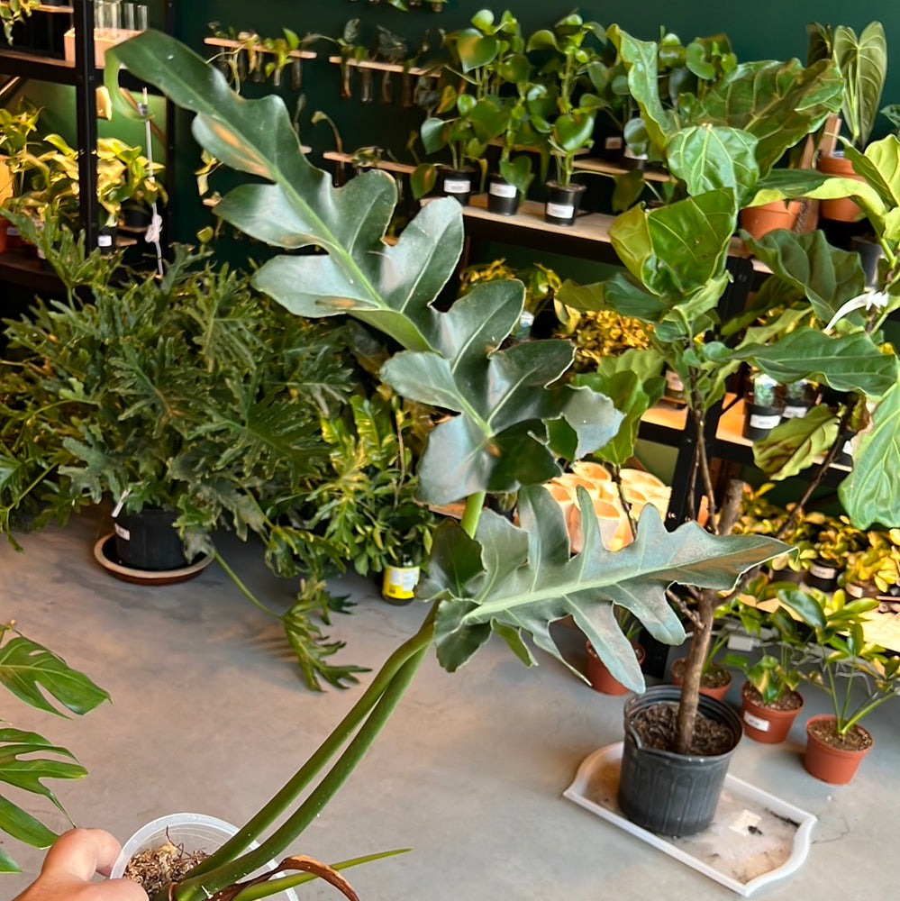 
                  
                    Philodendron Bobcee
                  
                