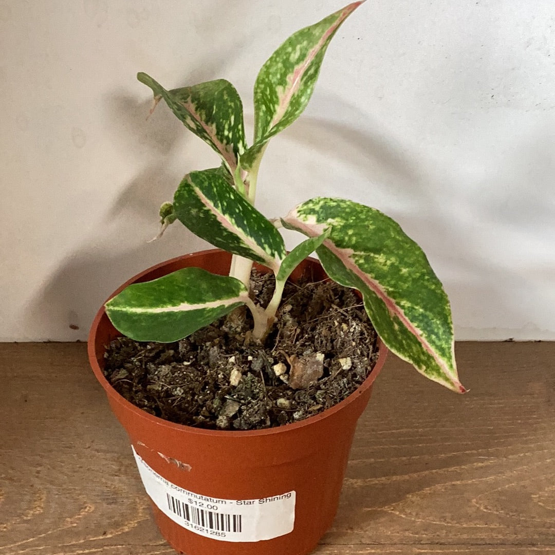 Aglaonema commutatum - Star Shining