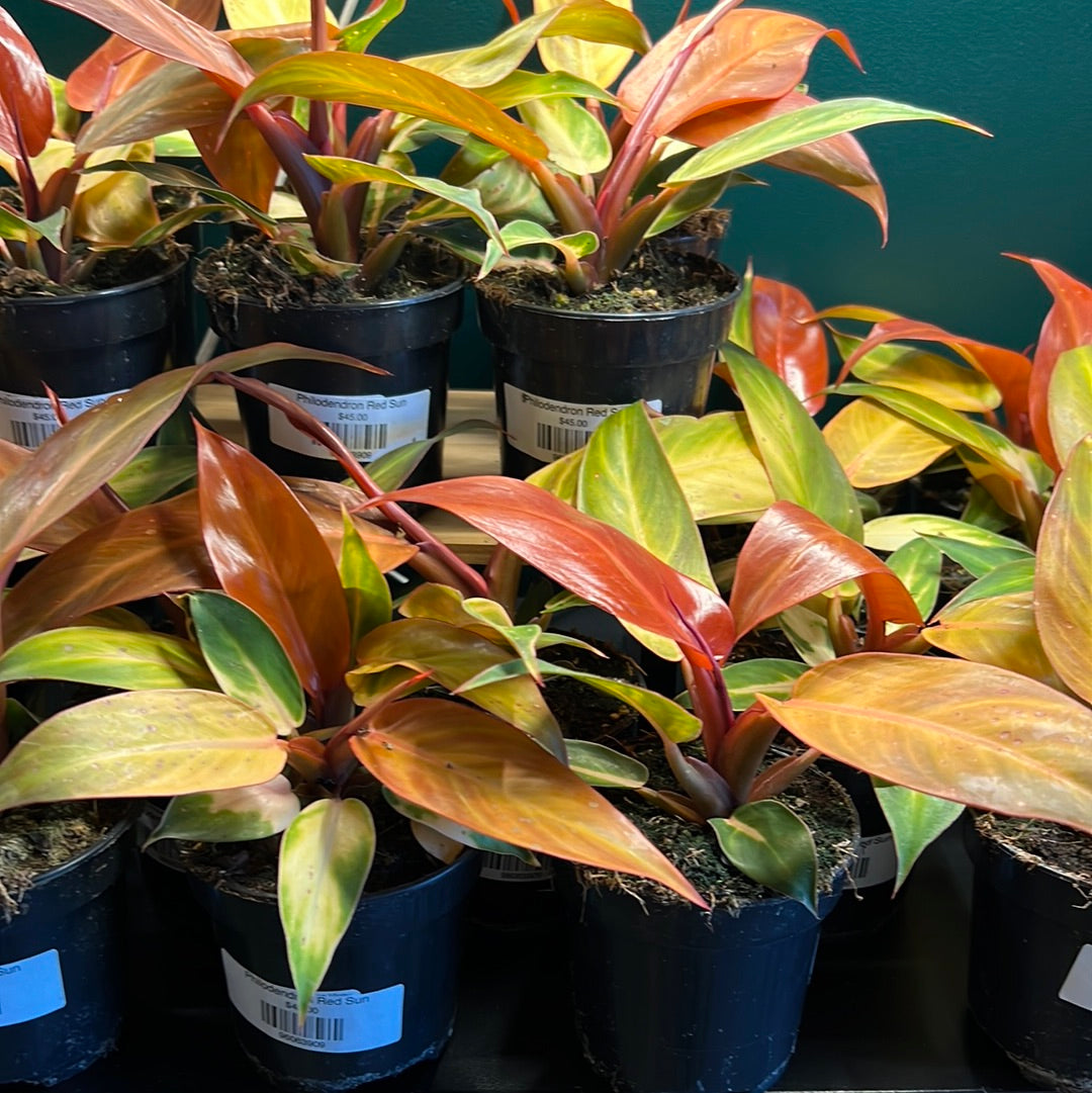 Philodendron Red Sun