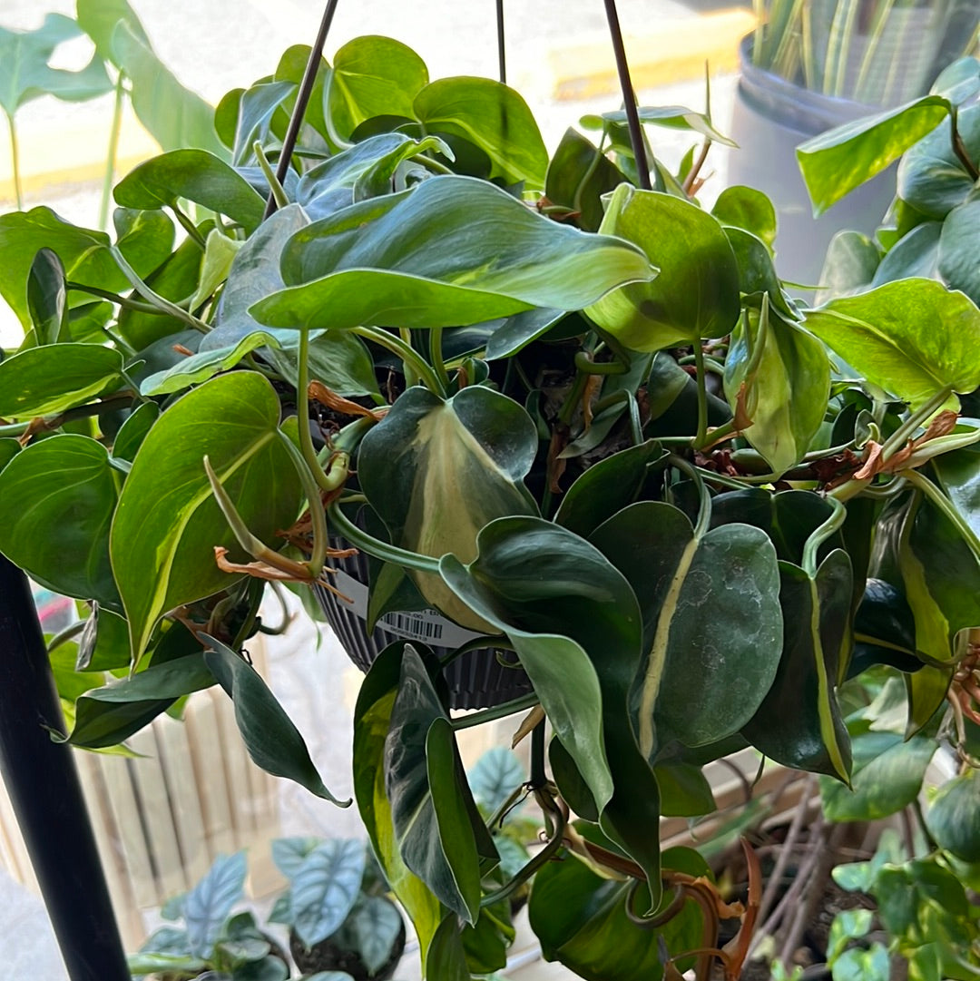 
                  
                    Philodendron hederaceum - Brasil
                  
                