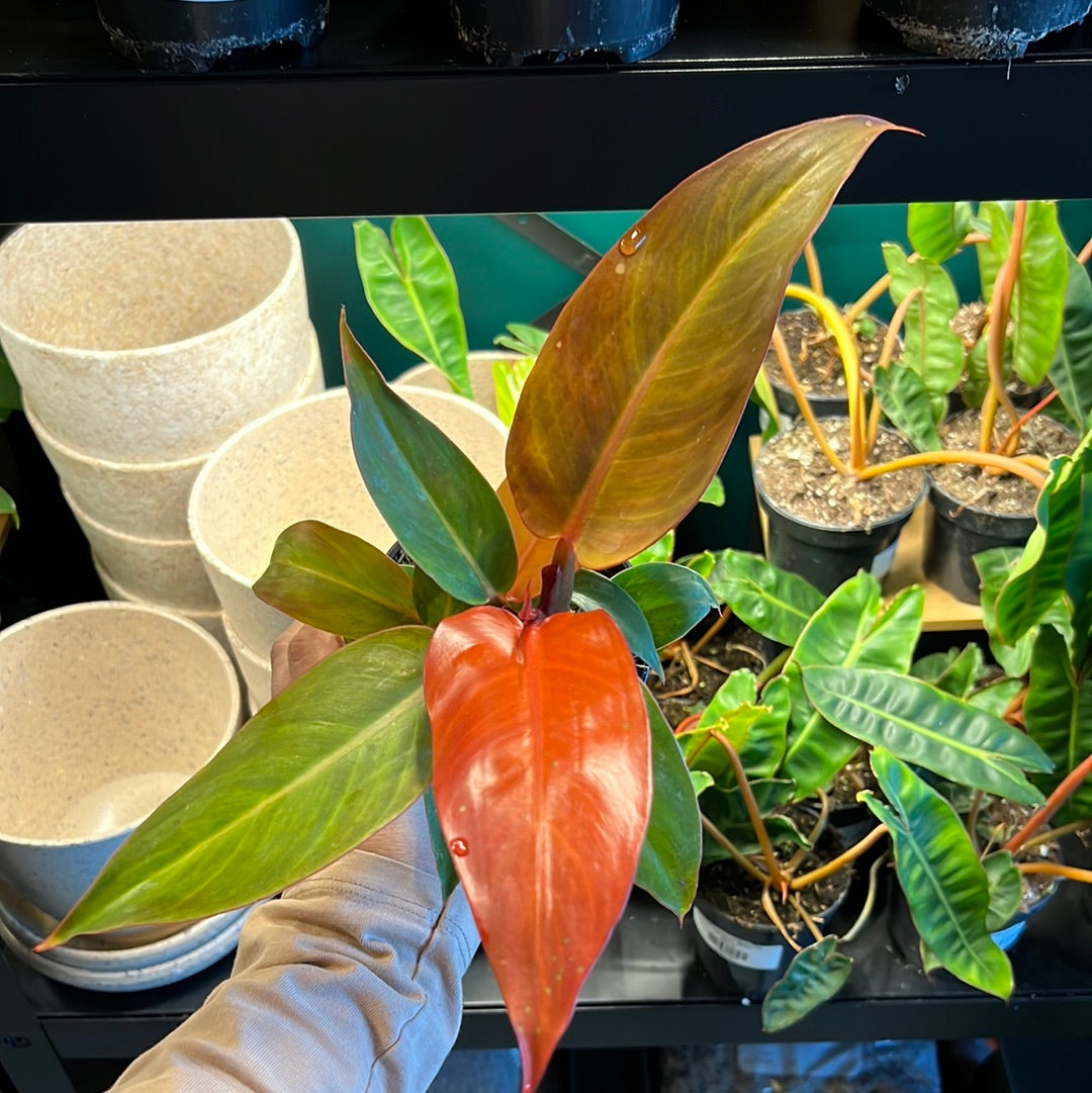 Philodendron Red Sun