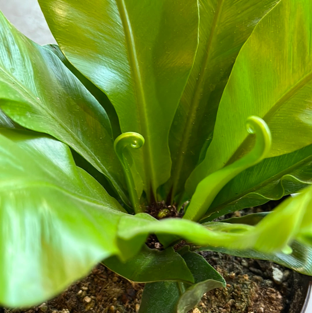 Asplenium nidus - Birds Nest Fern