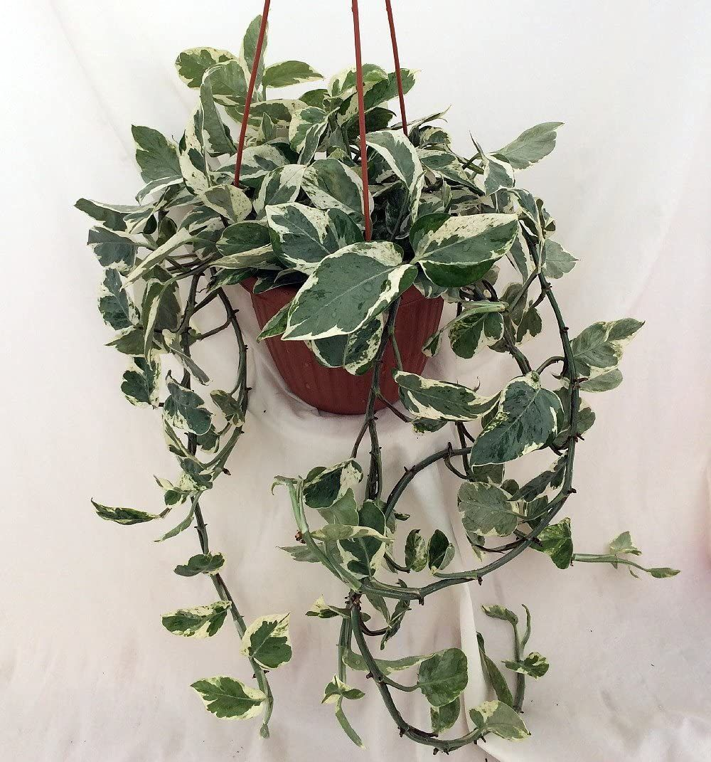 Epipremnum aureum - Pearls & Jade Pothos