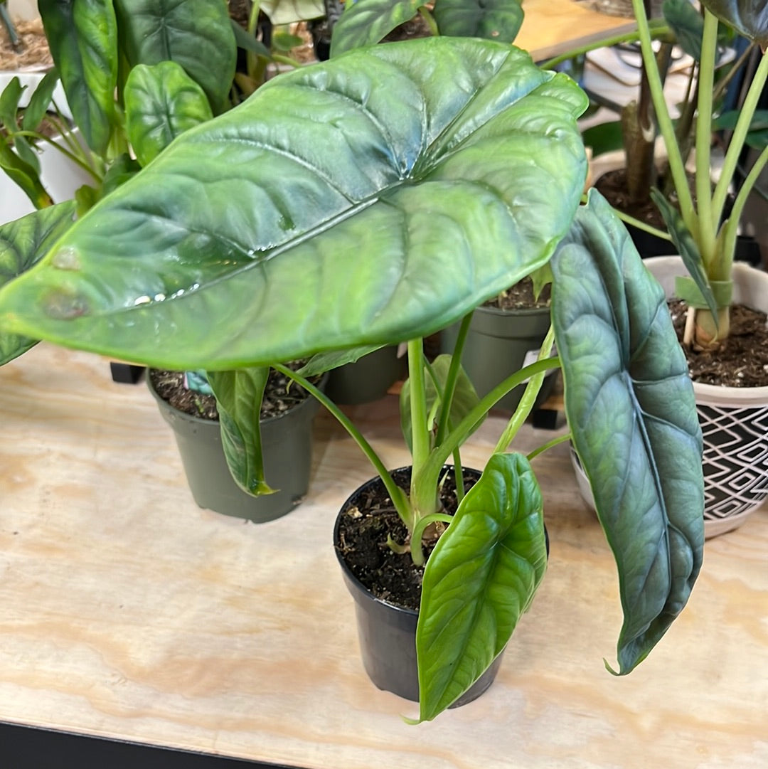 Alocasia clypeolata - Green Shield