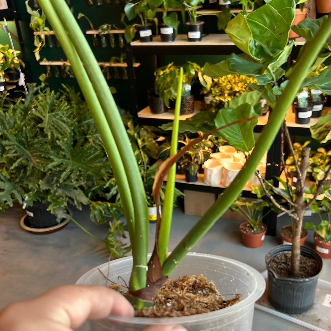 
                  
                    Philodendron Bobcee
                  
                