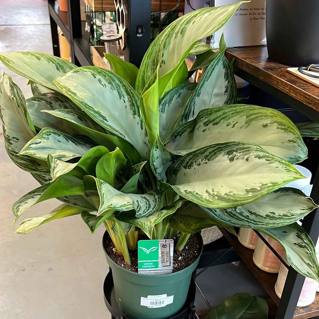 Aglaonema Silver Bay - Chinese evergreen