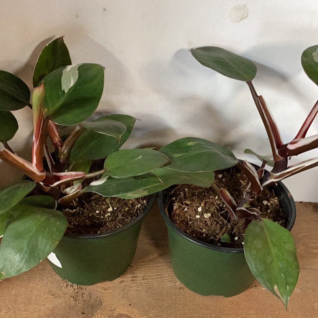 Philodendron White Knight