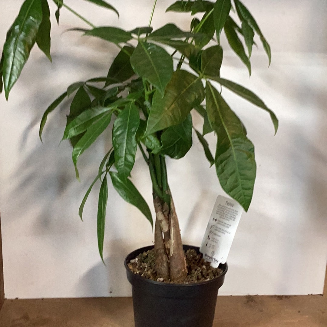 Pachira aquatica - Money Tree