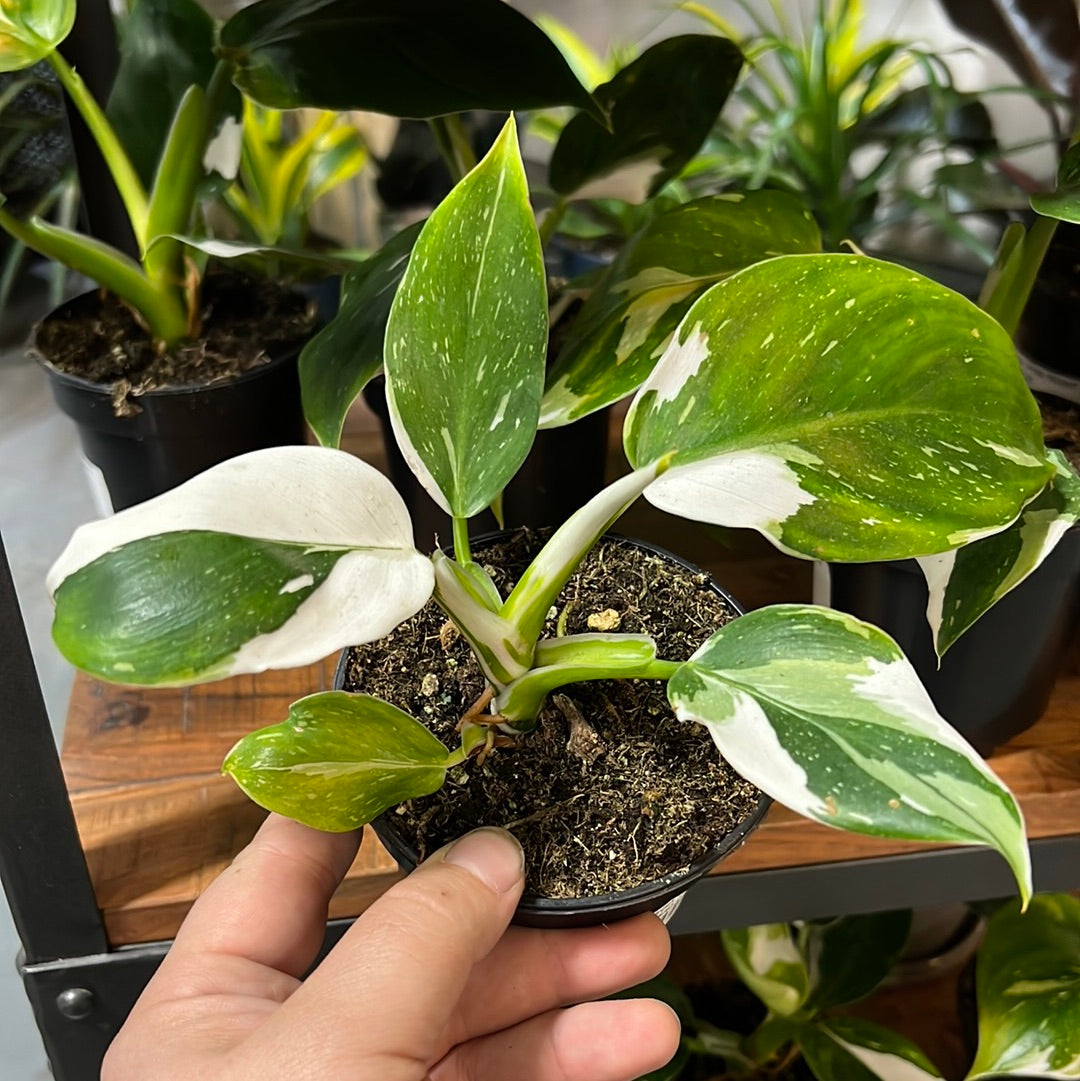 Philodendron Erubescens - White Wiazrd