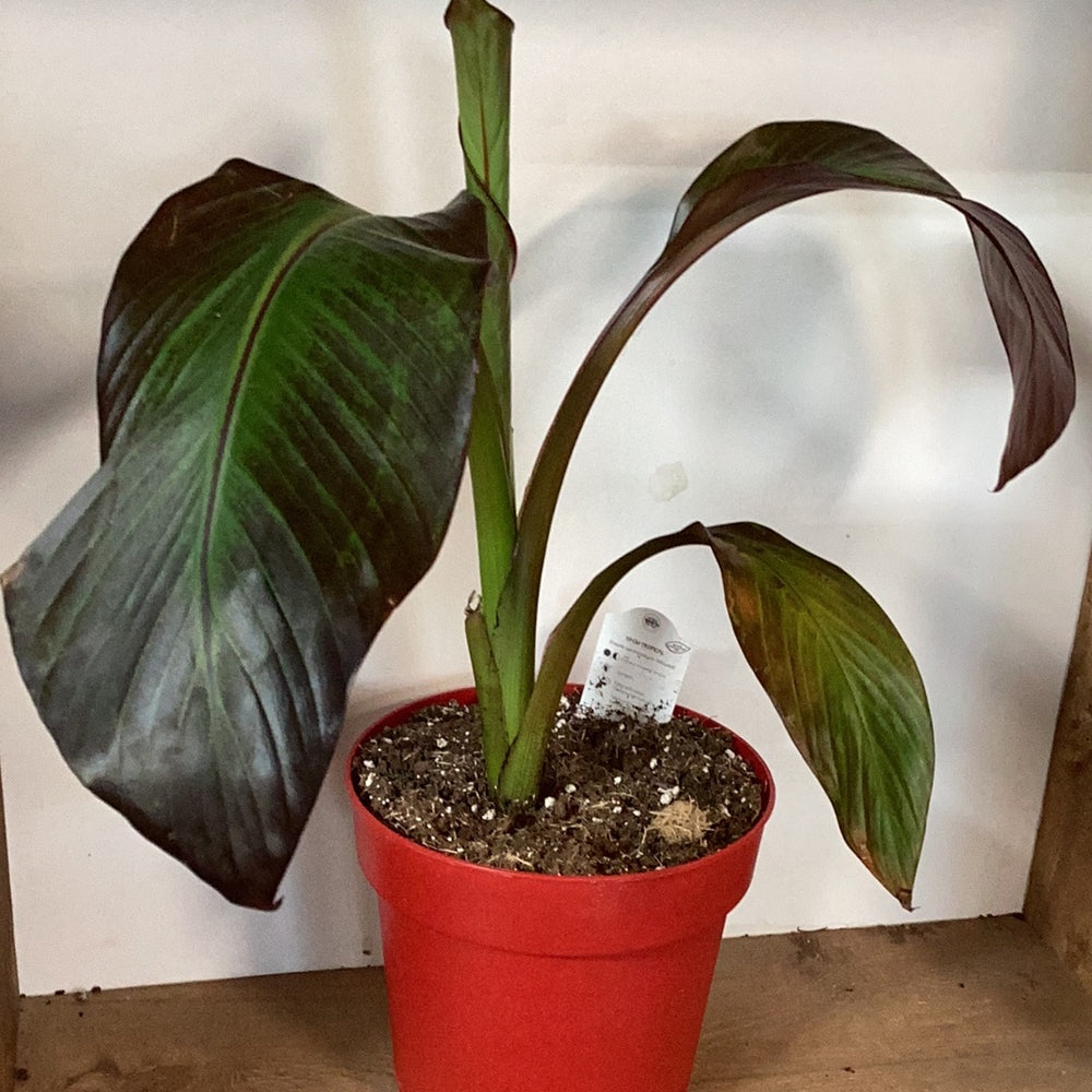 Ensete ventricosum - Red Abyssinian Banana Tree