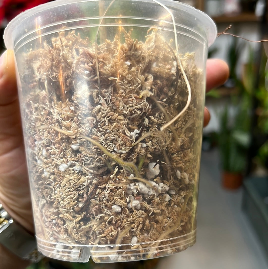 
                  
                    Philodendron Melanochrysum
                  
                