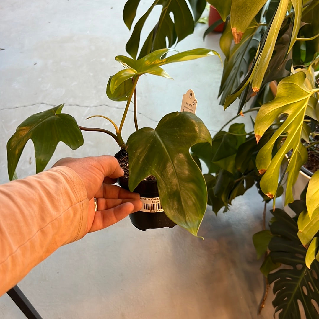 Philodendron Oak Leaf (Pedatum)