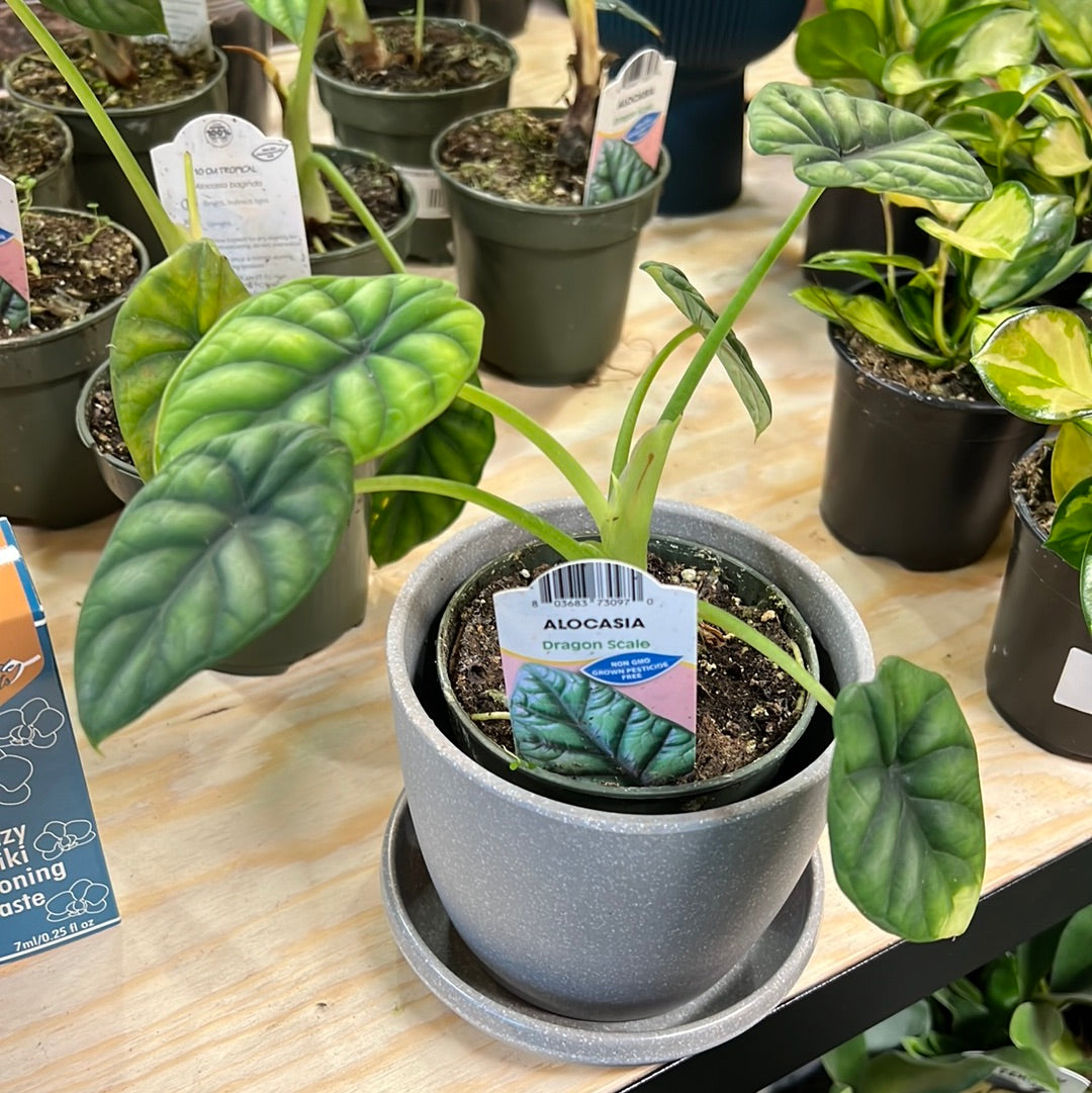 Alocasia baginda - Dragon Scale