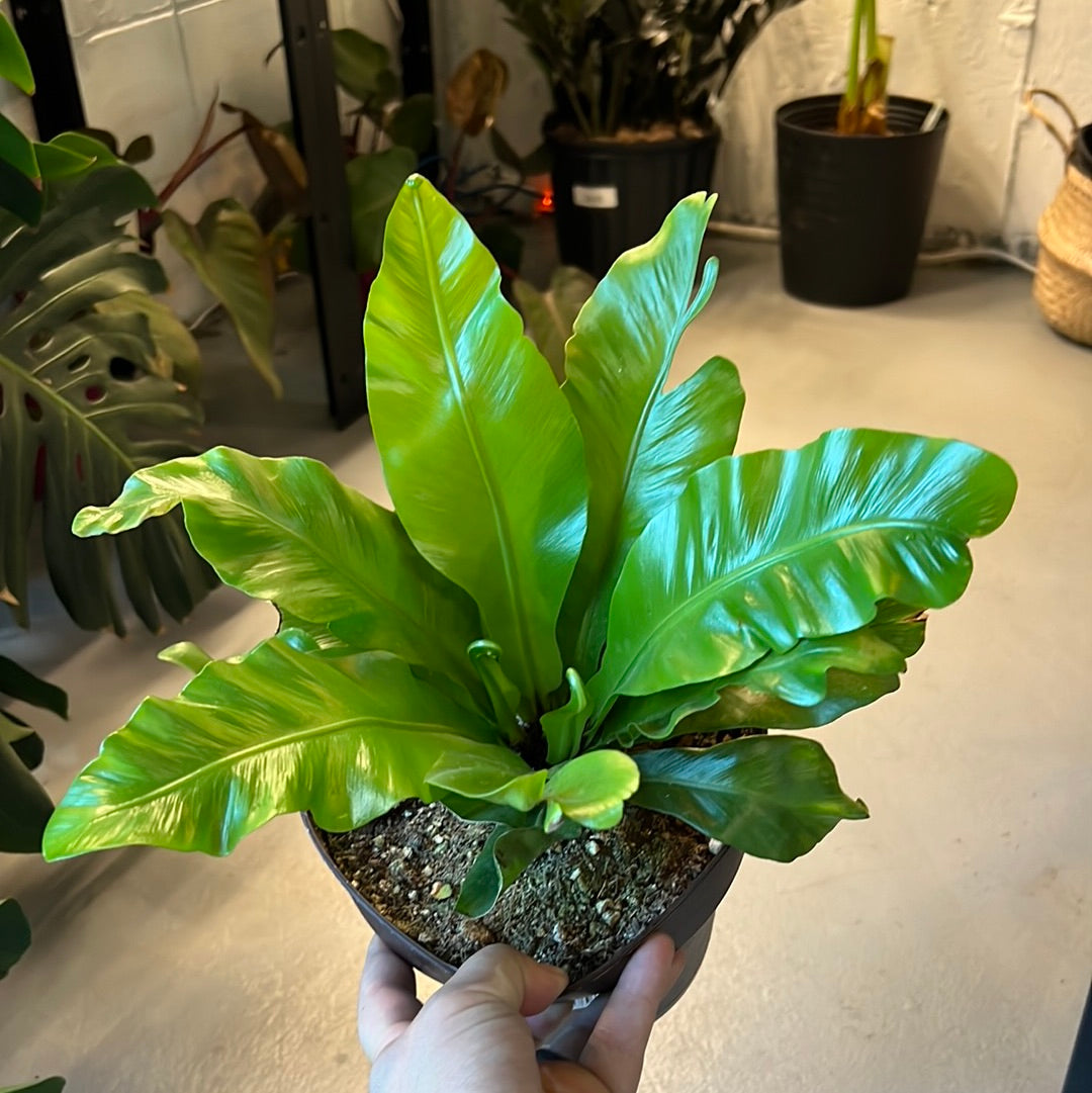 Asplenium nidus - Birds Nest Fern