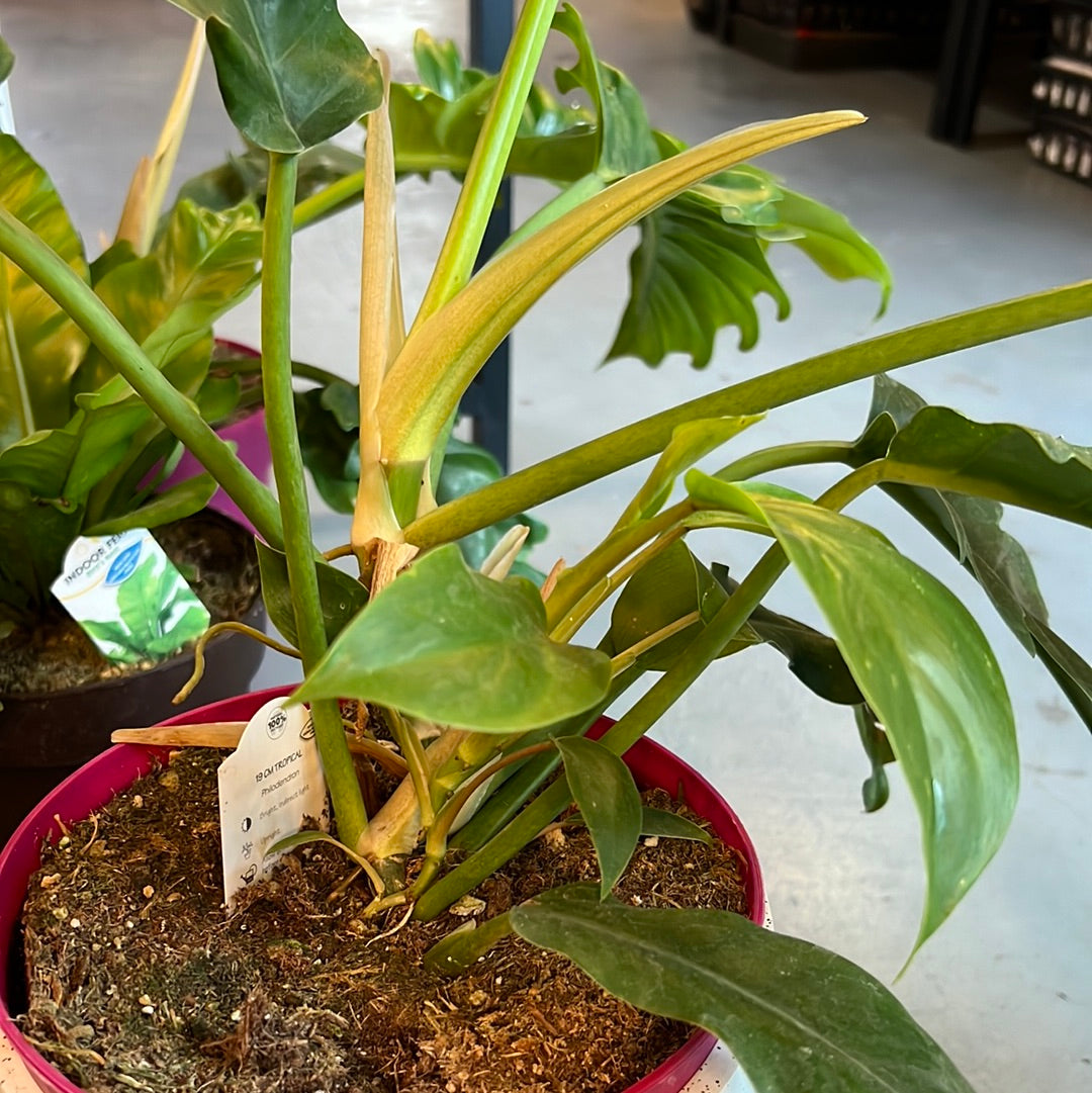 Philodendron Narrow - Tiger Tooth