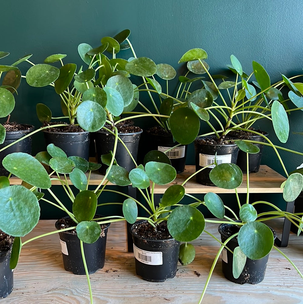 Pilea Peperomioides -Chinese money plant