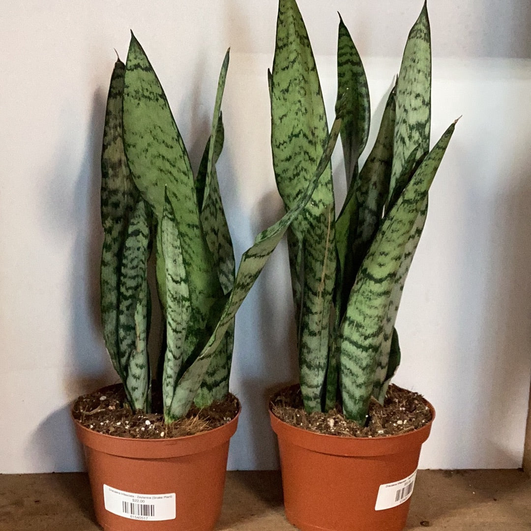 Dracaena trifasciata - Zeylanica (Snake Plant)
