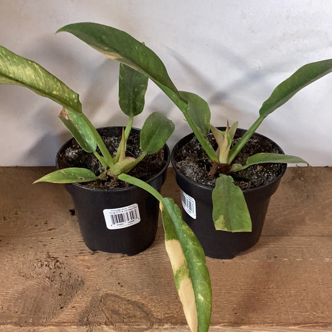 Philodendron Ring of Fire Variegated