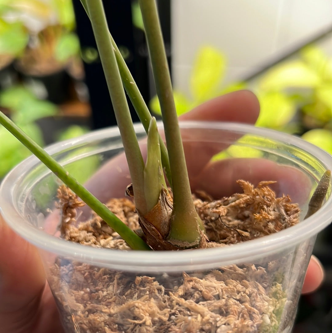 Anthurium Pedatoradiatum - Anthurium Fingers