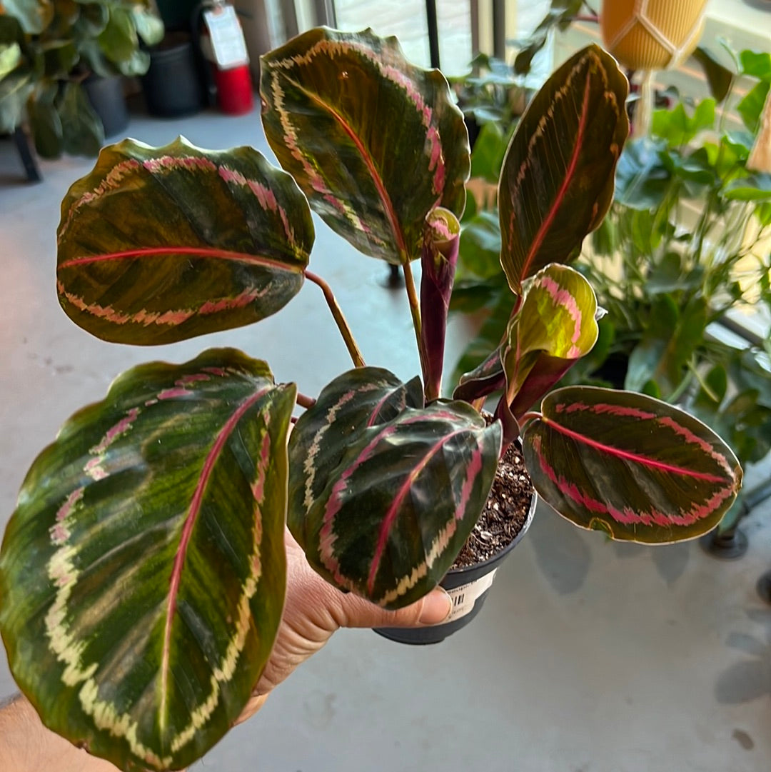 Calathea Roseopicta