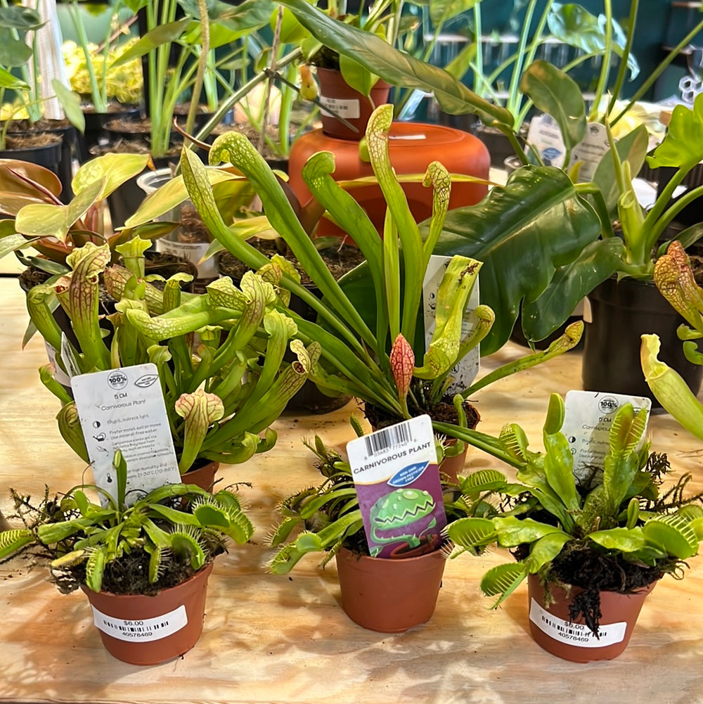Carnivorous Plants Assorted