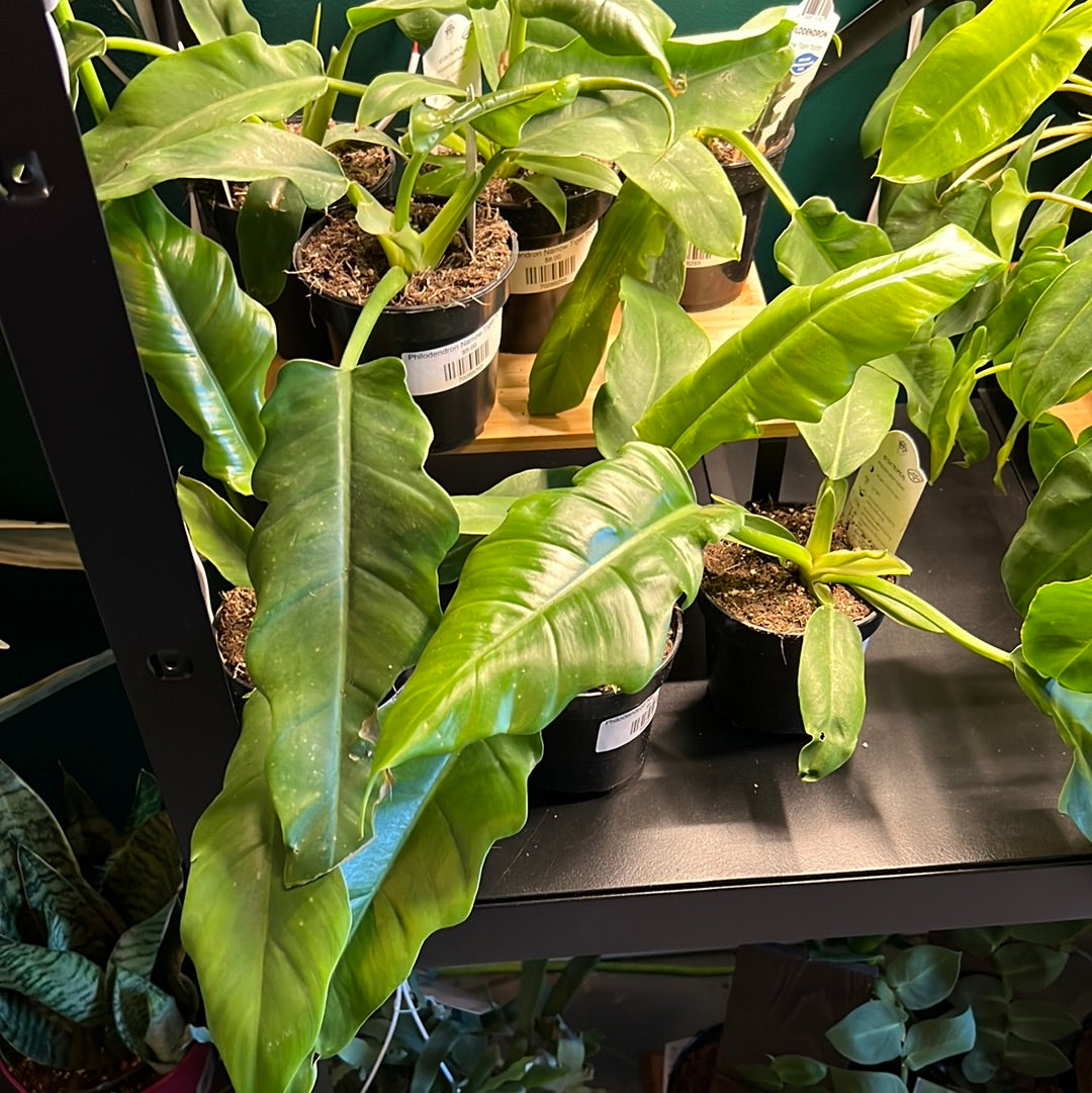 Philodendron Narrow - Tiger Tooth