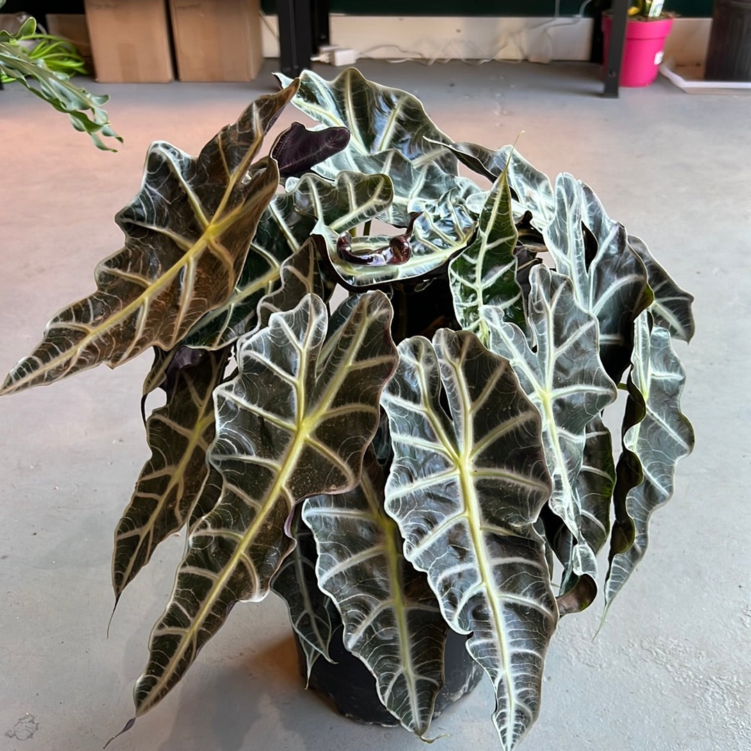 Alocasia Amazonica - African mask