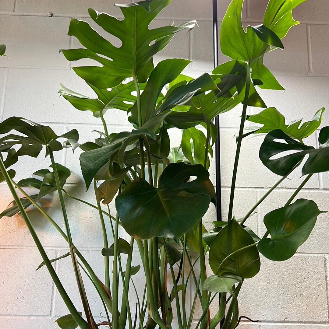Monstera Deliciosa