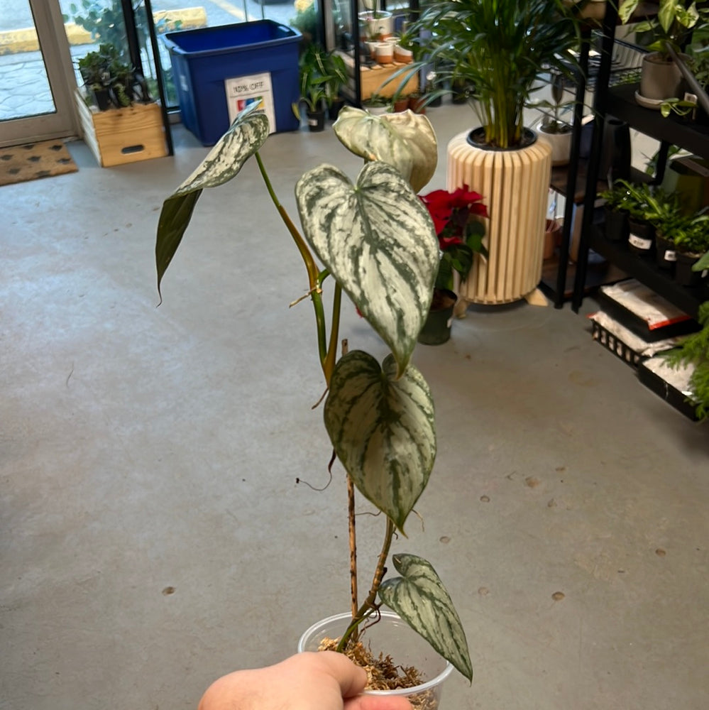 
                  
                    Philodendron Brandtianum
                  
                
