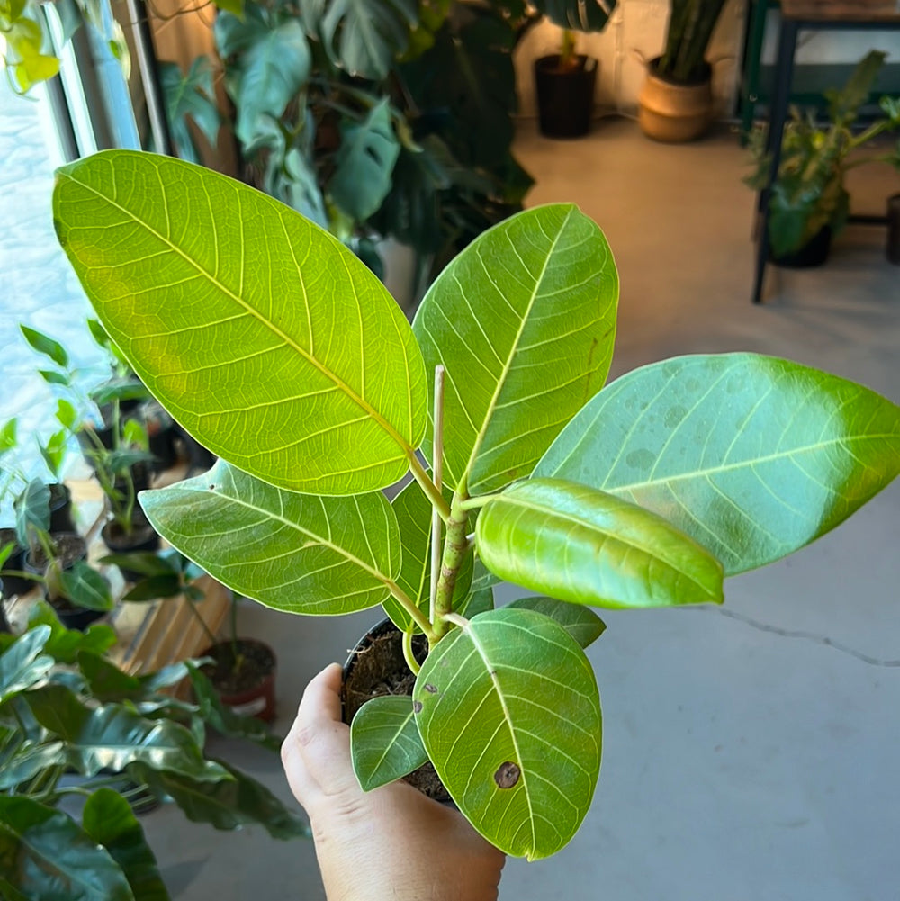 Ficus Elastica - Yellow Gem