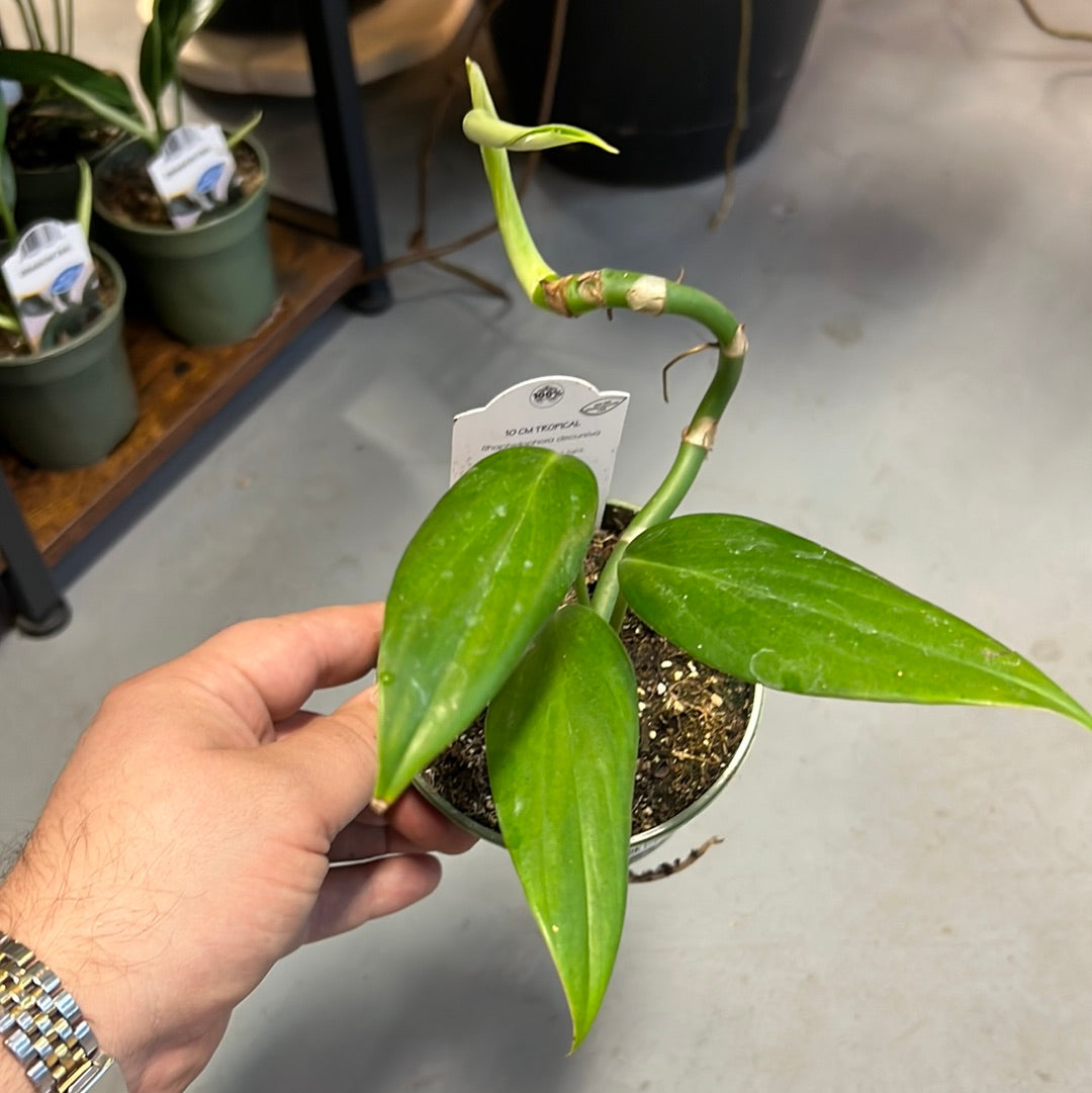 Rhaphidophora decursiva - Dragon Tail