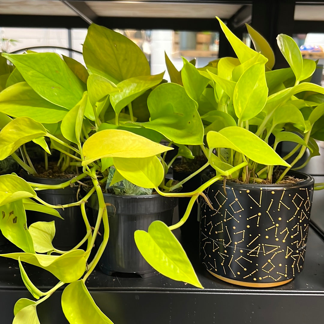 Epipremnum aureum - Neon Pothos