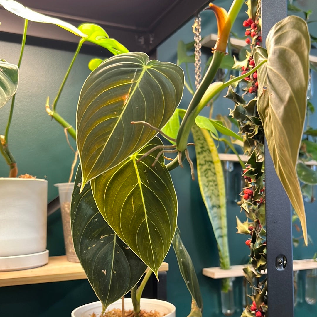 2 Leaf rooted cutting - Philodendron Melanochrysum