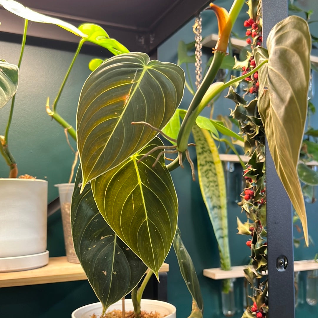 
                  
                    2 Leaf rooted cutting - Philodendron Melanochrysum
                  
                
