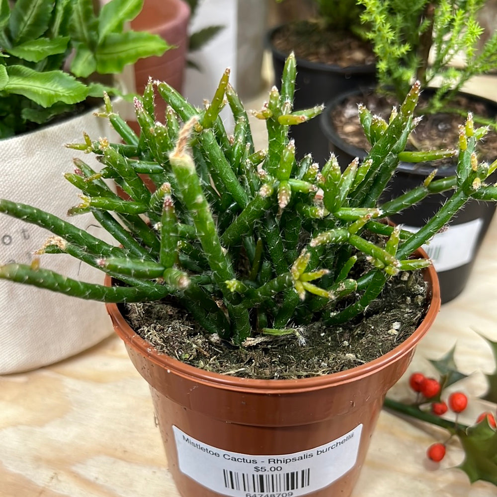 Mistletoe Cactus - Rhipsalis burchellii