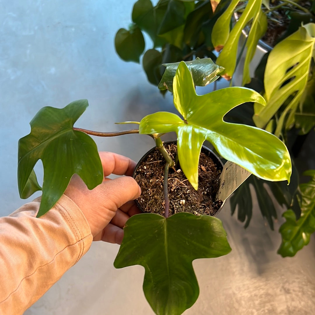 Philodendron Oak Leaf (Pedatum)