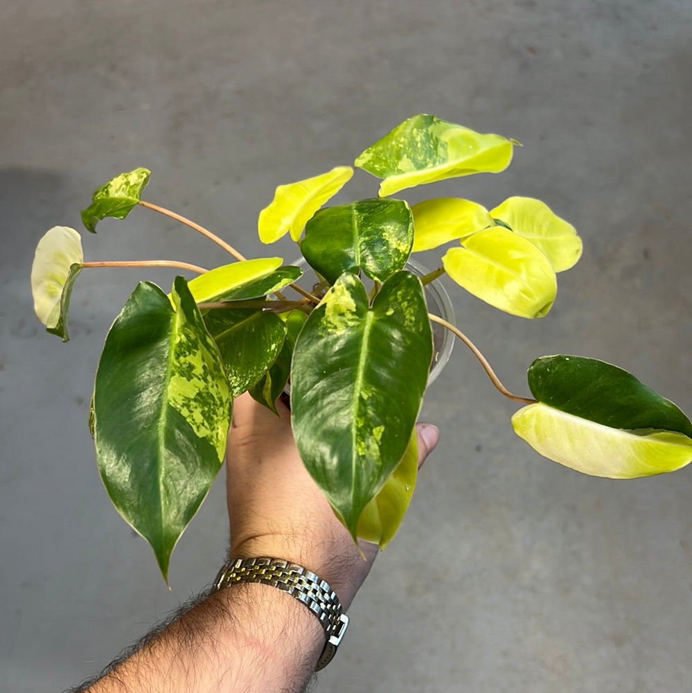 
                  
                    Philodendron Burlemarx Variegated
                  
                