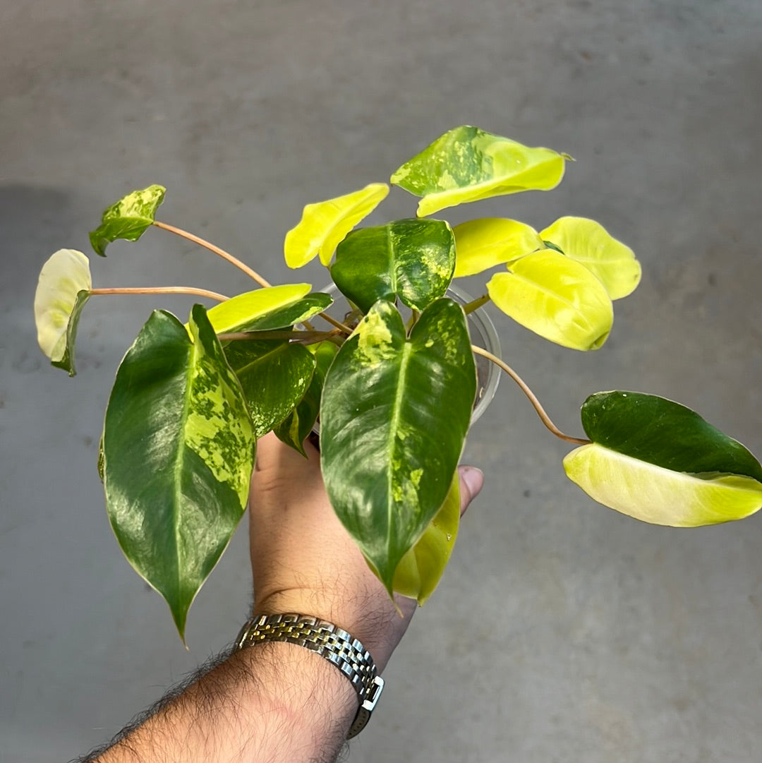
                  
                    Philodendron Burlemarx Variegated
                  
                