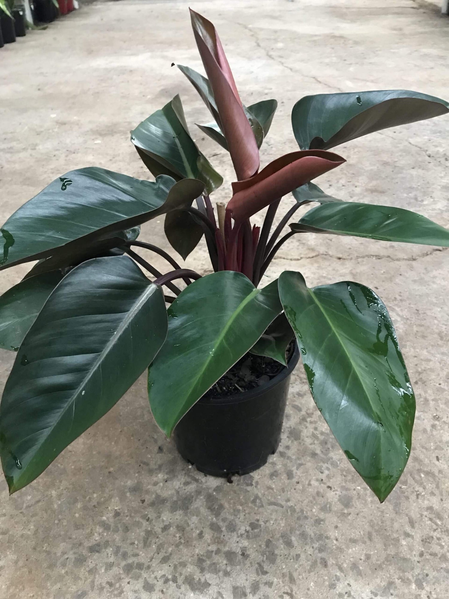 Philodendron Rojo Congo